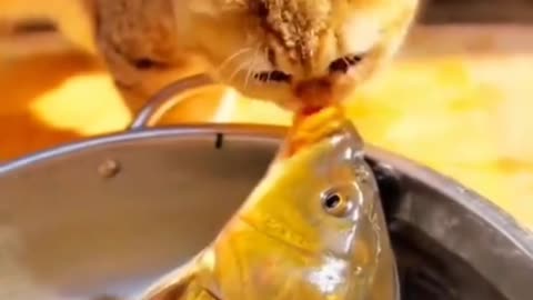 Cat funny video