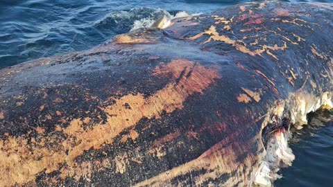 Great White Feasts on Whale Carcass Off Florida Coast