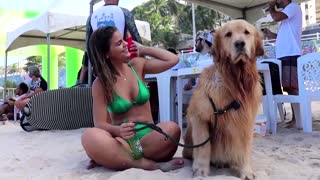 Pups compete in Brazil's Surf Dog Festival