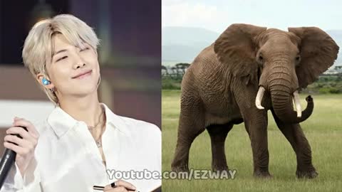 Animals that BTS Members