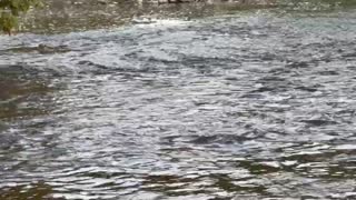 Humber River Salmon Spawning 5