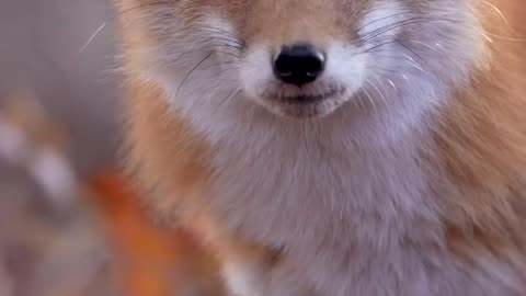 Fox finding food !!🦊❤️