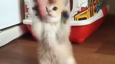 funny cat videos