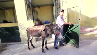 Famous Moroccan donkeys have free shelter in Fez