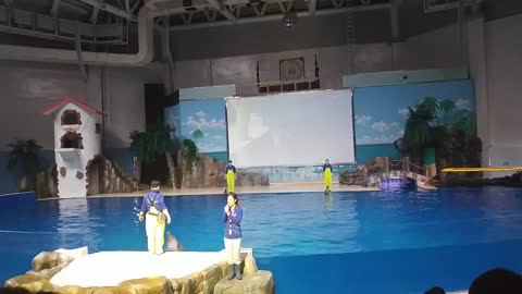 제주 한화 아쿠아리움- 돌고래 쇼 1 Jeju Hanwha Aquarium - Dolphin Show 1