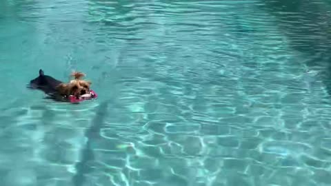 Cute Yorkie is excellent swimmer