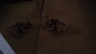 French Bulldog challenges her reflection to a fight