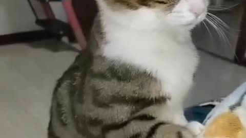 Cat doing massage with angry 😡