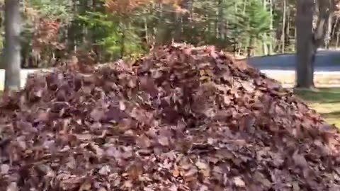 Dog Jumping into a Pile of Leaves.
