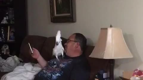 Barking Cockatoo sounds exactly like a dog