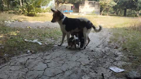 Dog and puppy playing