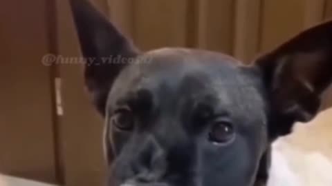 Funny dog video 😂😂😂