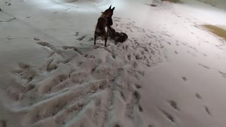 Belgian malinois and German shepherd