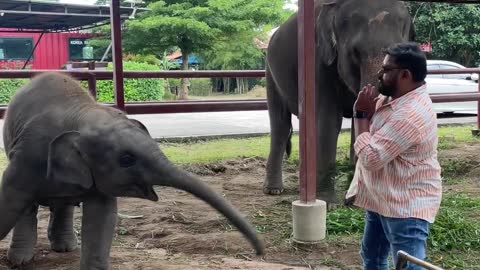 Cute baby elephant is making Uncle nervous