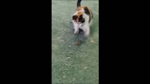 Funny animal - Funny cats or dogs cute and interesting part 2