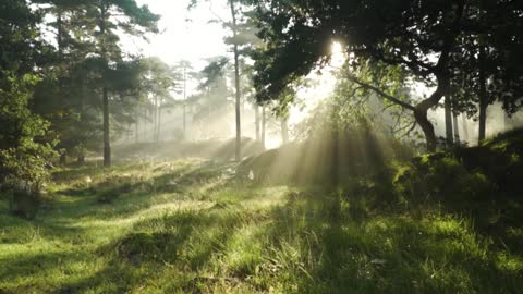 Frolic Through The Forest To A Calming Melody