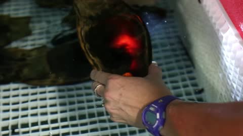 VIRGIN MARY PASS: Zebra Shark At Chicago's Shedd Aquarium Had Pups Through Virgin Birth