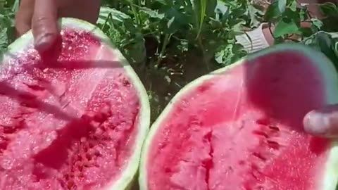 Beautiful and very fresh seedless watermelon - For fruit lovers