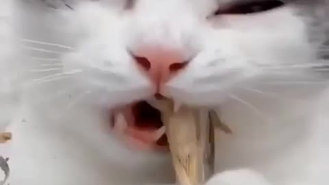 Cute cat eating fish