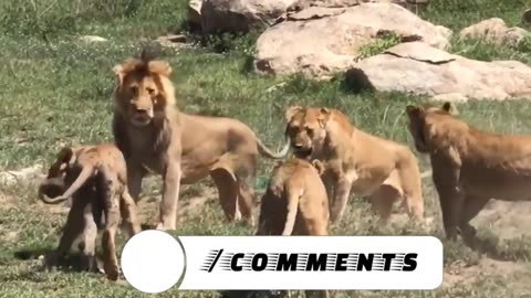 Lion vs Tiger deadliest fight ever most dangerous