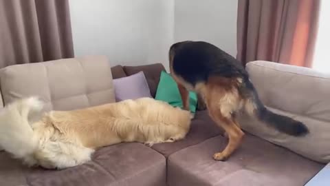 German Shepherd Demands Golden Retriever to share the Ball with him!