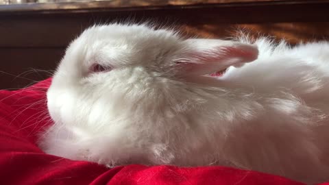 A White Rabbit In Close-up View