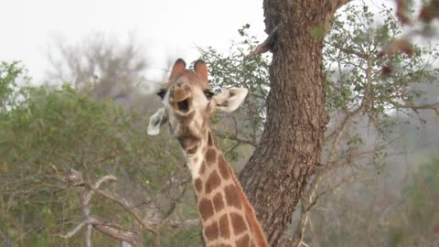 Giraffe Pulls Funny Weird Faces At Camera