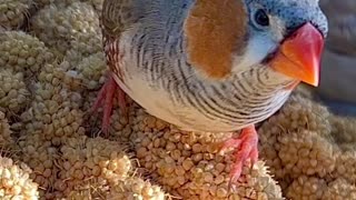 Zebra finches