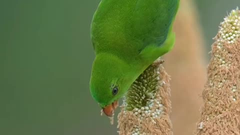 Vernal hanging parrot🦜🦜