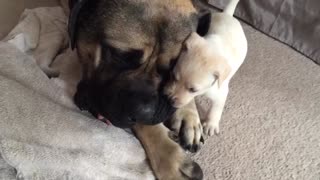 Patient English Mastiff allows puppy to chew on his face