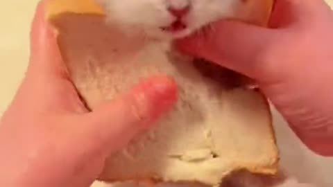 It's delicious 😋 cut cat 😺