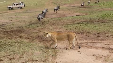 Lions hunting wildebeest in Maasai mara game reserve