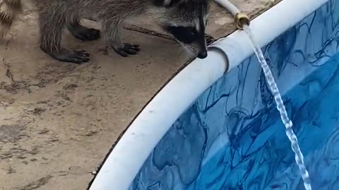 Orphaned Raccoons Play With Hose || Viral Verse