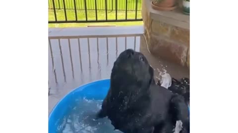 dog at bath time, he needs to feel the water on his BACK