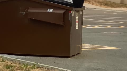 Bear Plops into Dumpster Looking for Food