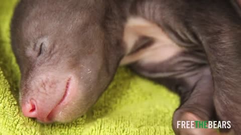 1 week old Sun bear cubs