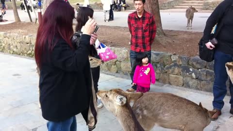 Deanna and protected deer in Japan