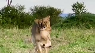 The lion cubs