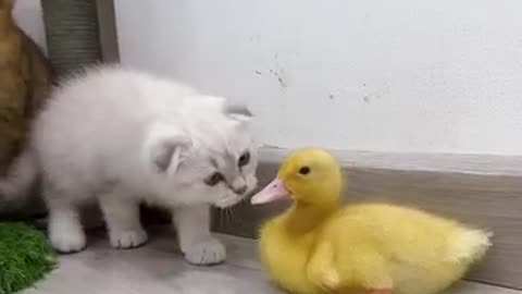 Kitten want to play with duck