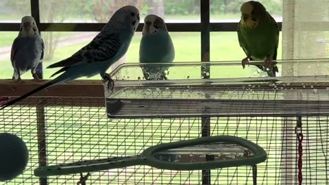 Happy Chirping Parakeets