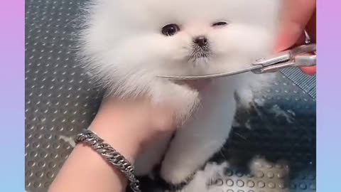 Cute and funny dog