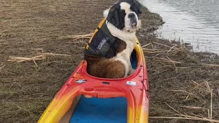 Pup Patiently Waits for Water Adventure