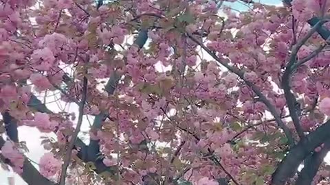 The double cherry blossom trees are so pretty in spring.