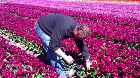 Holland, Tulips - Tulpen
