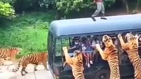 Tigers dangerous wild animals animal