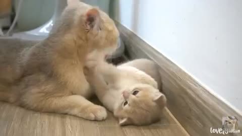 cute kitten playing with her mom wow... nice moment #cutekitten #mycutiepets