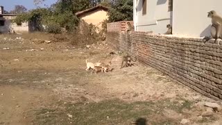 Chaos In India! Angry Monkeys Pulling Together To The Village Kill All Dogs To Avenge For Their Baby