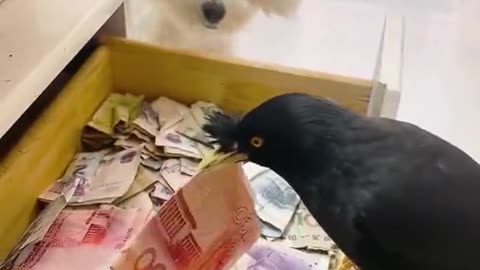 money bird