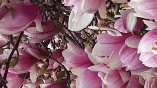 Two variety of Magnolia Flowers