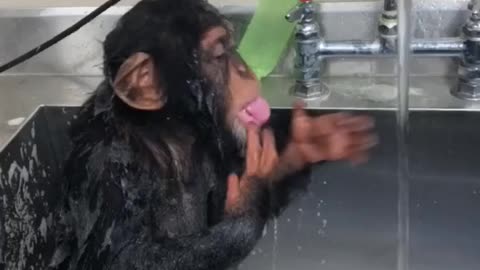 Monky video Moneky videos viral funny